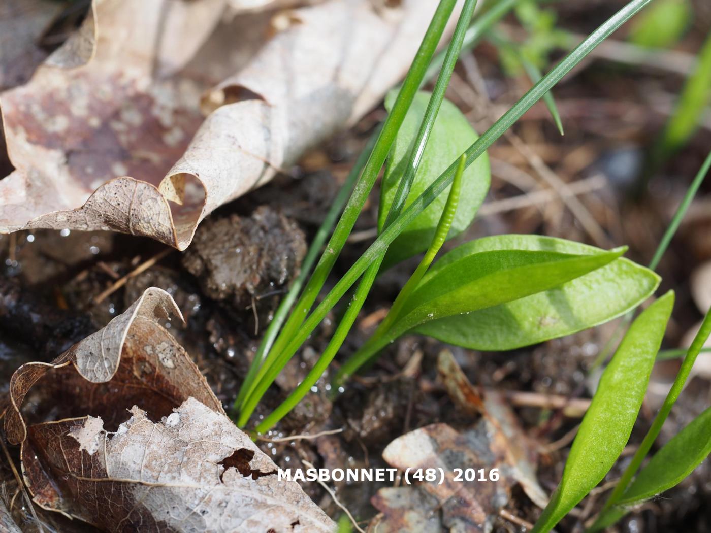 Adderstongue, Small plant